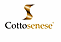 COTTO SENESE