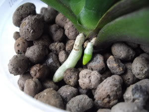argilla espansa / per giardino pensile / per spazi verdi