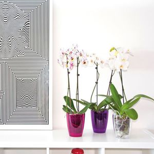 vaso da giardino in polistirene / in polipropilene / da appoggio / tondo
