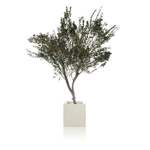 pianta ornamentale stabilizzata
