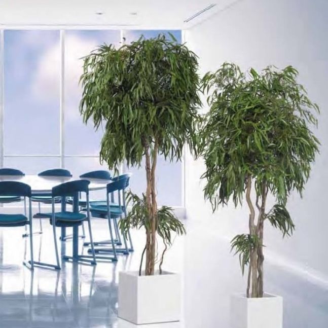 Il Significato E La Bellezza Dell'Eucalipto A Fiori Rossi - Foto 6