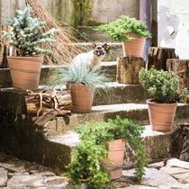 Vaso da giardino in terracotta / conico...