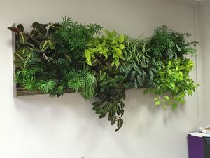 parete vegetale di piante viventi