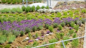 sistema per giardino pensile estensivo