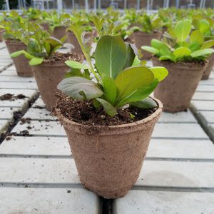 vaso da giardino in fibra di legno 1