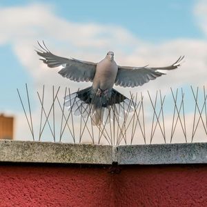 dissuasore per volatili in policarbonato 1