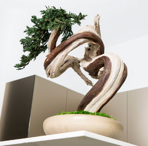 pianta ornamentale stabilizzata