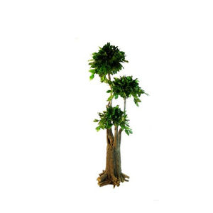 pianta ornamentale stabilizzata