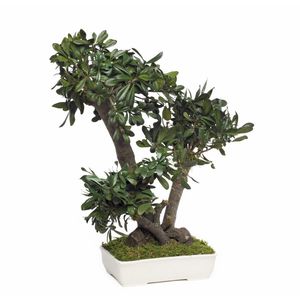 pianta ornamentale stabilizzata