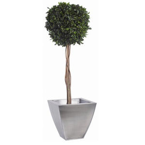 pianta ornamentale stabilizzata