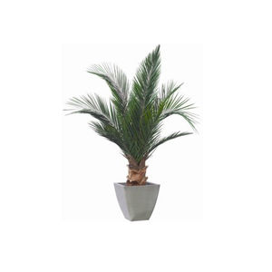pianta ornamentale stabilizzata 1