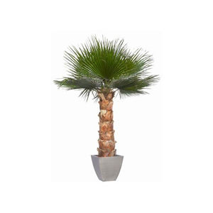 pianta ornamentale stabilizzata