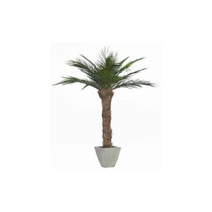 pianta ornamentale stabilizzata