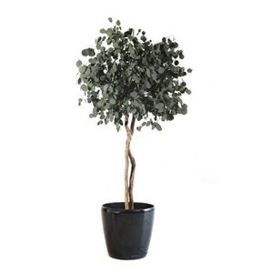 pianta ornamentale stabilizzata