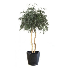 pianta ornamentale stabilizzata