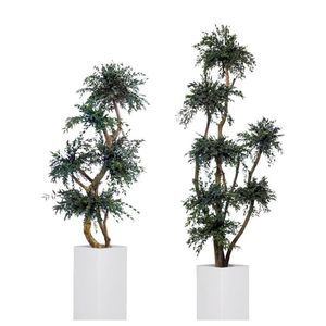 pianta ornamentale stabilizzata 1