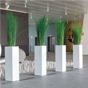 pianta ornamentale stabilizzata 1