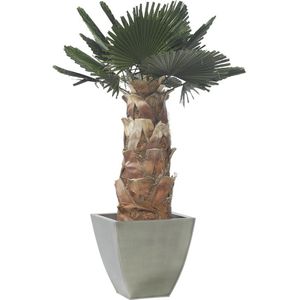 pianta ornamentale stabilizzata