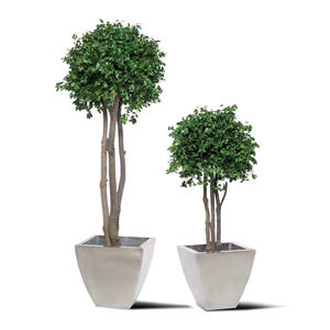 pianta ornamentale stabilizzata