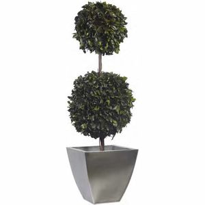 pianta ornamentale stabilizzata