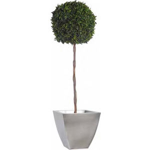 pianta ornamentale stabilizzata