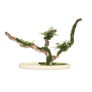 pianta ornamentale stabilizzata