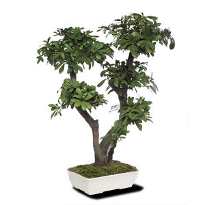 pianta ornamentale stabilizzata / bonsai