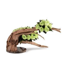 pianta ornamentale stabilizzata