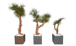 pianta ornamentale stabilizzata