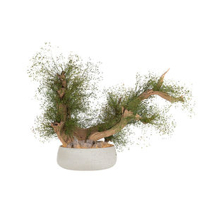 pianta ornamentale stabilizzata