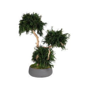 pianta ornamentale stabilizzata