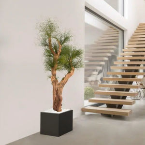 pianta ornamentale stabilizzata