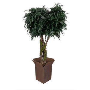 pianta ornamentale stabilizzata