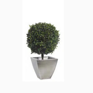 pianta ornamentale stabilizzata