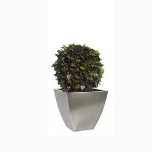pianta ornamentale stabilizzata