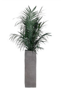 pianta ornamentale stabilizzata