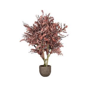 pianta ornamentale stabilizzata