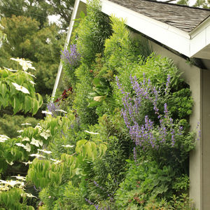 giardino verticale di piante viventi