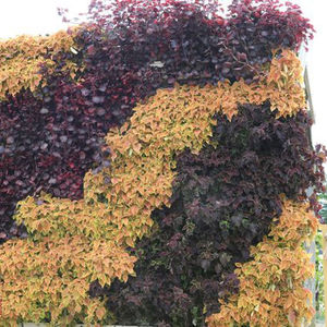 giardino verticale di piante viventi