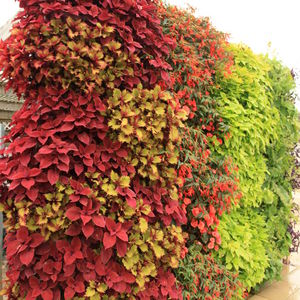 giardino verticale di piante viventi