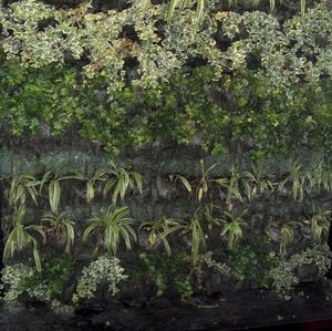 parete vegetale di piante viventi