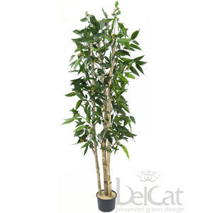 pianta ornamentale stabilizzata
