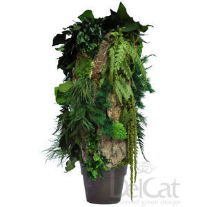 pianta ornamentale stabilizzata