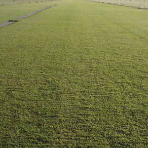 prato in rotoli