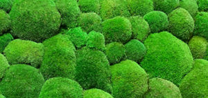 parete vegetale stabilizzata
