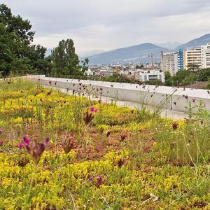 tetto verde estensivo