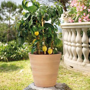 vaso da giardino in terracotta
