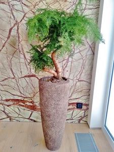 pianta ornamentale bonsai