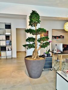 pianta ornamentale ficus