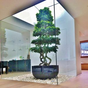 pianta ornamentale ficus